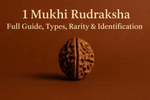 1 Mukhi Rudraksha - Full Guide, Types, Rarity and Identifications