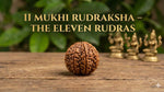 11 Mukhi Rudraksha – The 11 Rudras