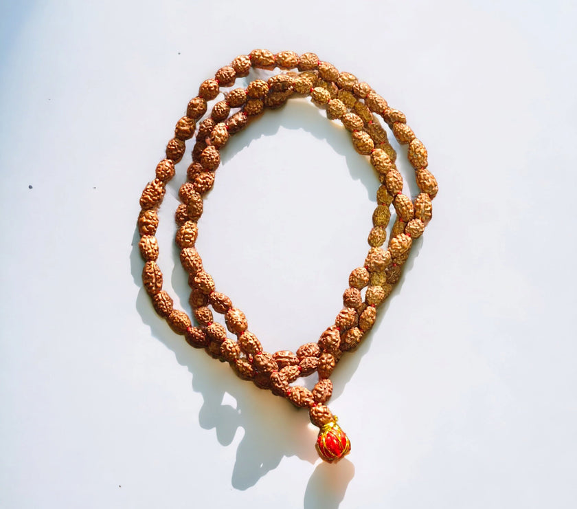 Lab Certified 2 Mukhi Rudraksha Mala