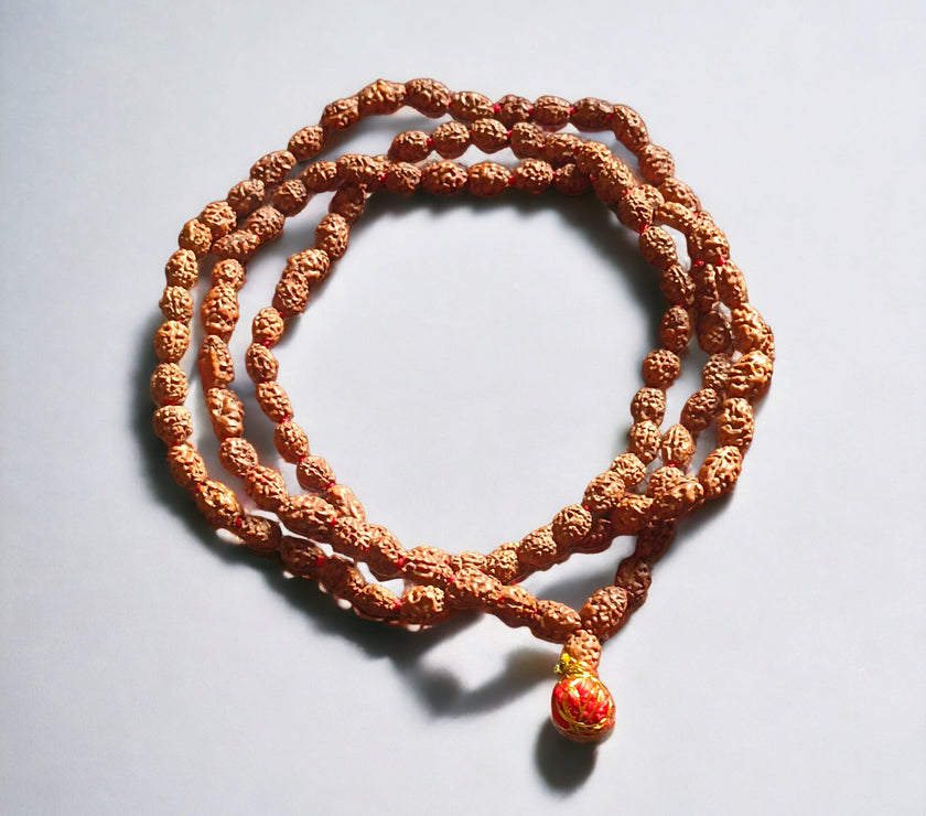 Lab Certified 2 Mukhi Rudraksha Mala