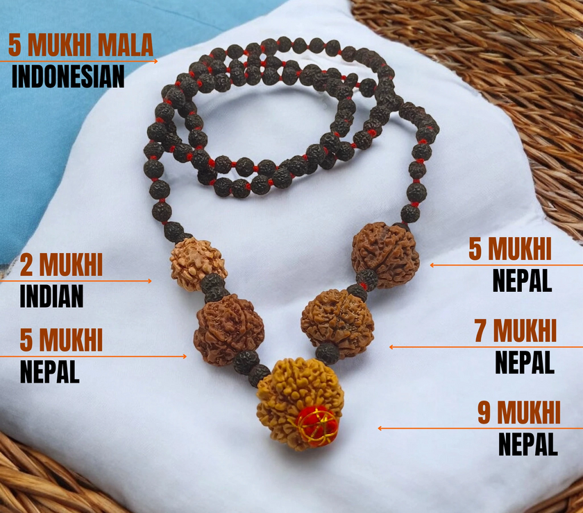 Shakti Samridhi Mala / 2,5,7,9 Mukhi Rudraksha Combination