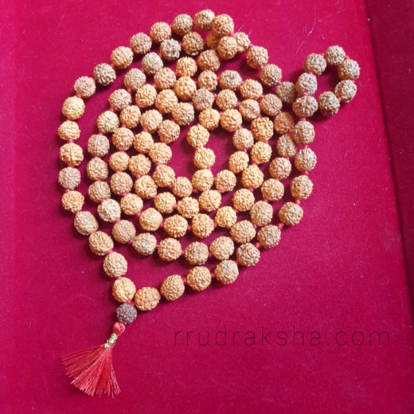 Lab Certified Punchmukhi Rudraksha Jaap Mala 11 MM