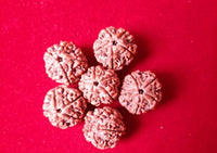 Rudraksha Water Beads For Curing Disease