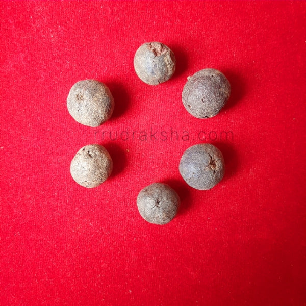 Rudraksha Natural Fruits