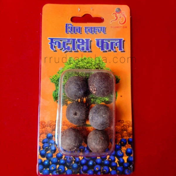 Rudraksha Natural Fruits