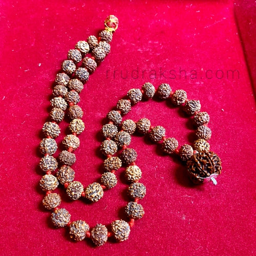 7 8 Mukhi Rudraksha Combination Mala for Business Growth