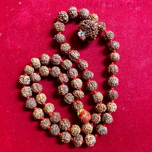 7 8 Mukhi Rudraksha Combination Mala for Business Growth