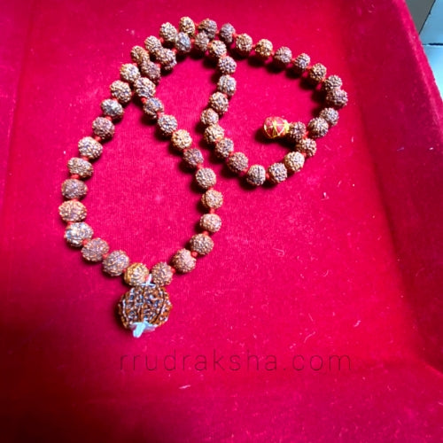 7 8 Mukhi Rudraksha Combination Mala for Business Growth