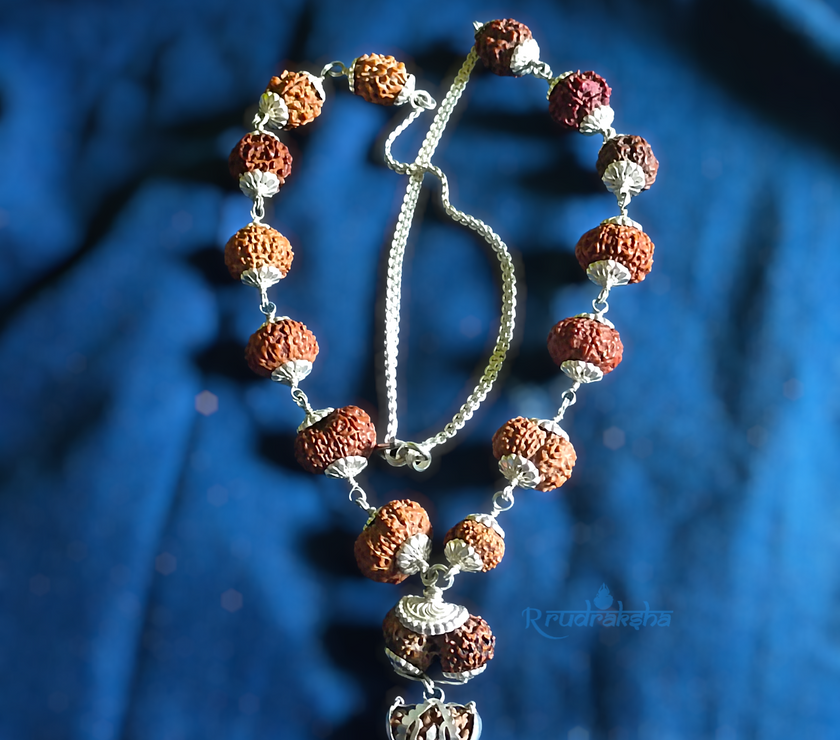 1-14 Mukhi Siddha Mala/Rudraksha Mala