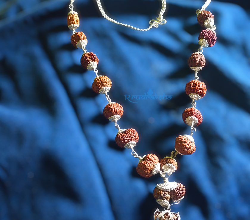 1-14 Mukhi Siddha Mala/Rudraksha Mala