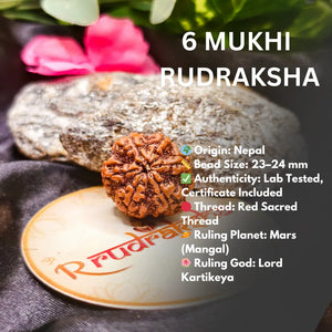 Nepali 6 Mukhi Rudraksha Lab Certified