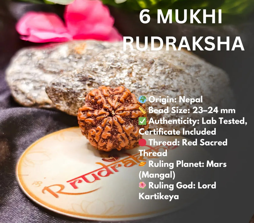 Nepali 6 Mukhi Rudraksha Lab Certified