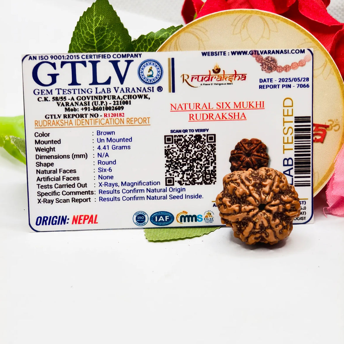 Original Ganesh Rudraksha, Buy 6 Mukhi Rudraksha Lab Certified, Genuine Nepal Ganesh Rudraksha, Certified Ganesh Rudraksha Lab Certified, Premium 6 Mukhi Rudraksha 