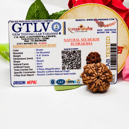 Original Ganesh Rudraksha, Buy 6 Mukhi Rudraksha Lab Certified, Genuine Nepal Ganesh Rudraksha, Certified Ganesh Rudraksha Lab Certified, Premium 6 Mukhi Rudraksha 