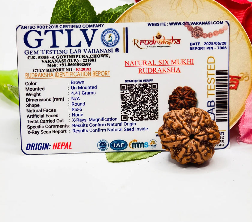 Original Ganesh Rudraksha, Buy 6 Mukhi Rudraksha Lab Certified, Genuine Nepal Ganesh Rudraksha, Certified Ganesh Rudraksha Lab Certified, Premium 6 Mukhi Rudraksha 