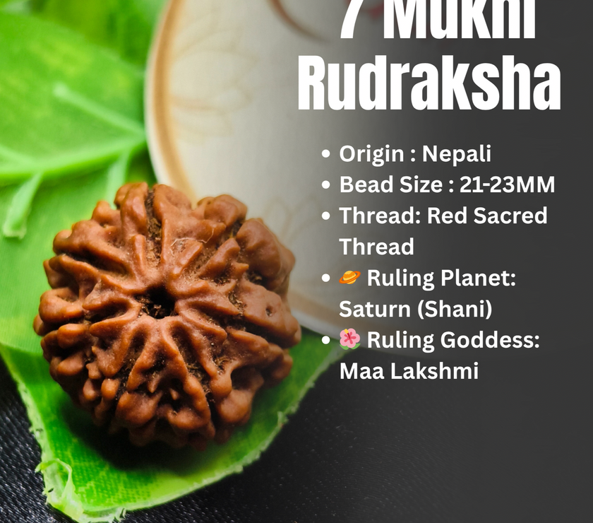 7 Mukhi Rudraksha on a leaf with product details on a black background, premium Quality 7 Mukhi Rudraksha, 7 Mukhi, about 7 Mukhi Rudraksha 