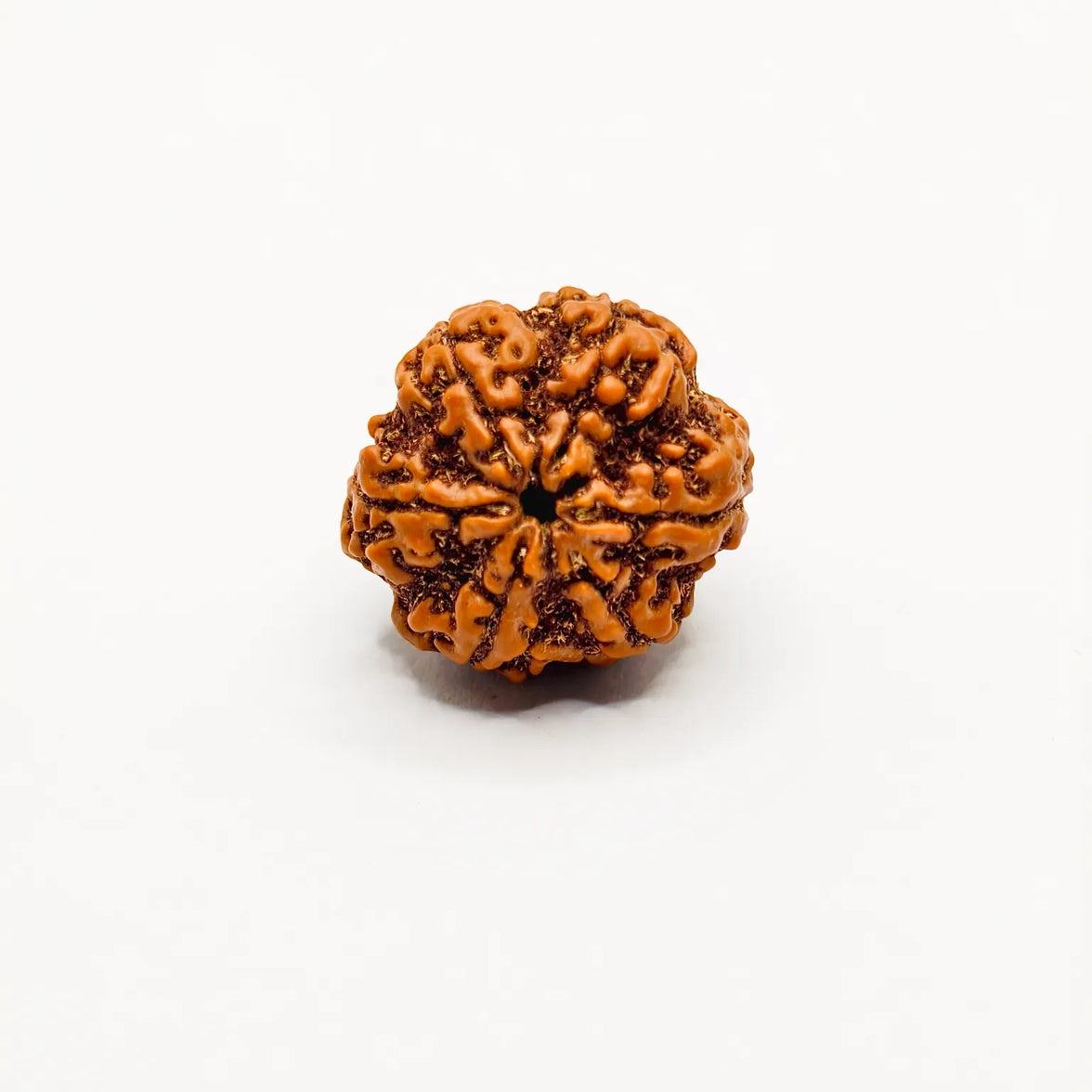Buy Nepali 6 Mukhi Rudraksha, Six Face Rudraksha, Original 6 Mukhi Rudraksha, Lab Certified 6 Mukhi 