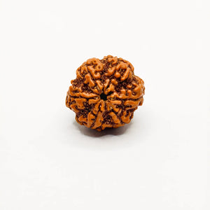 Buy Nepali 6 Mukhi Rudraksha, Six Face Rudraksha, Original 6 Mukhi Rudraksha, Lab Certified 6 Mukhi 
