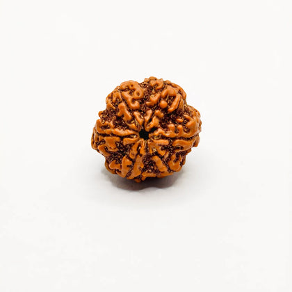 Buy Nepali 6 Mukhi Rudraksha, Six Face Rudraksha, Original 6 Mukhi Rudraksha, Lab Certified 6 Mukhi 