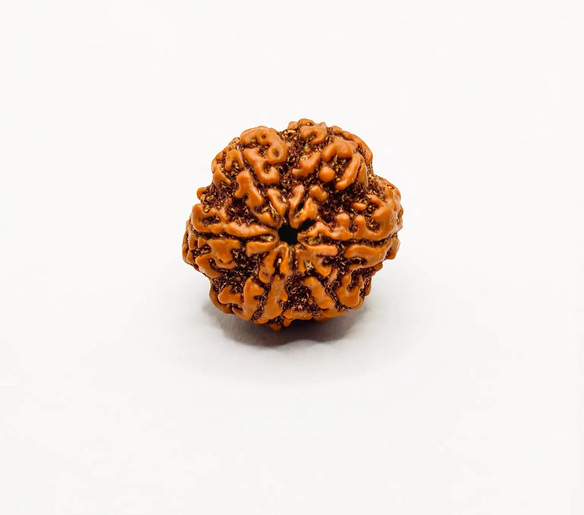 Buy Nepali 6 Mukhi Rudraksha, Six Face Rudraksha, Original 6 Mukhi Rudraksha, Lab Certified 6 Mukhi 