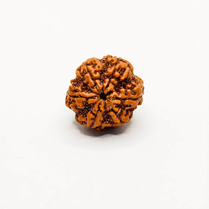 Buy Nepali 6 Mukhi Rudraksha, Six Face Rudraksha, Original 6 Mukhi Rudraksha, Lab Certified 6 Mukhi 