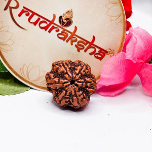 Buy Original 6 Mukhi Rudraksha Lab Certified, Nepali 6 Mukhi Rudraksha Lab Certified, Certified Nepali 6 Mukhi, Premium Quality Nepali 6 Mukhi Rudraksha Lab Certified 