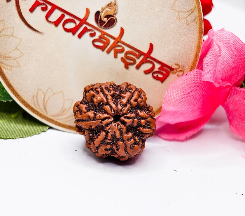 Buy Original 6 Mukhi Rudraksha Lab Certified, Nepali 6 Mukhi Rudraksha Lab Certified, Certified Nepali 6 Mukhi, Premium Quality Nepali 6 Mukhi Rudraksha Lab Certified 
