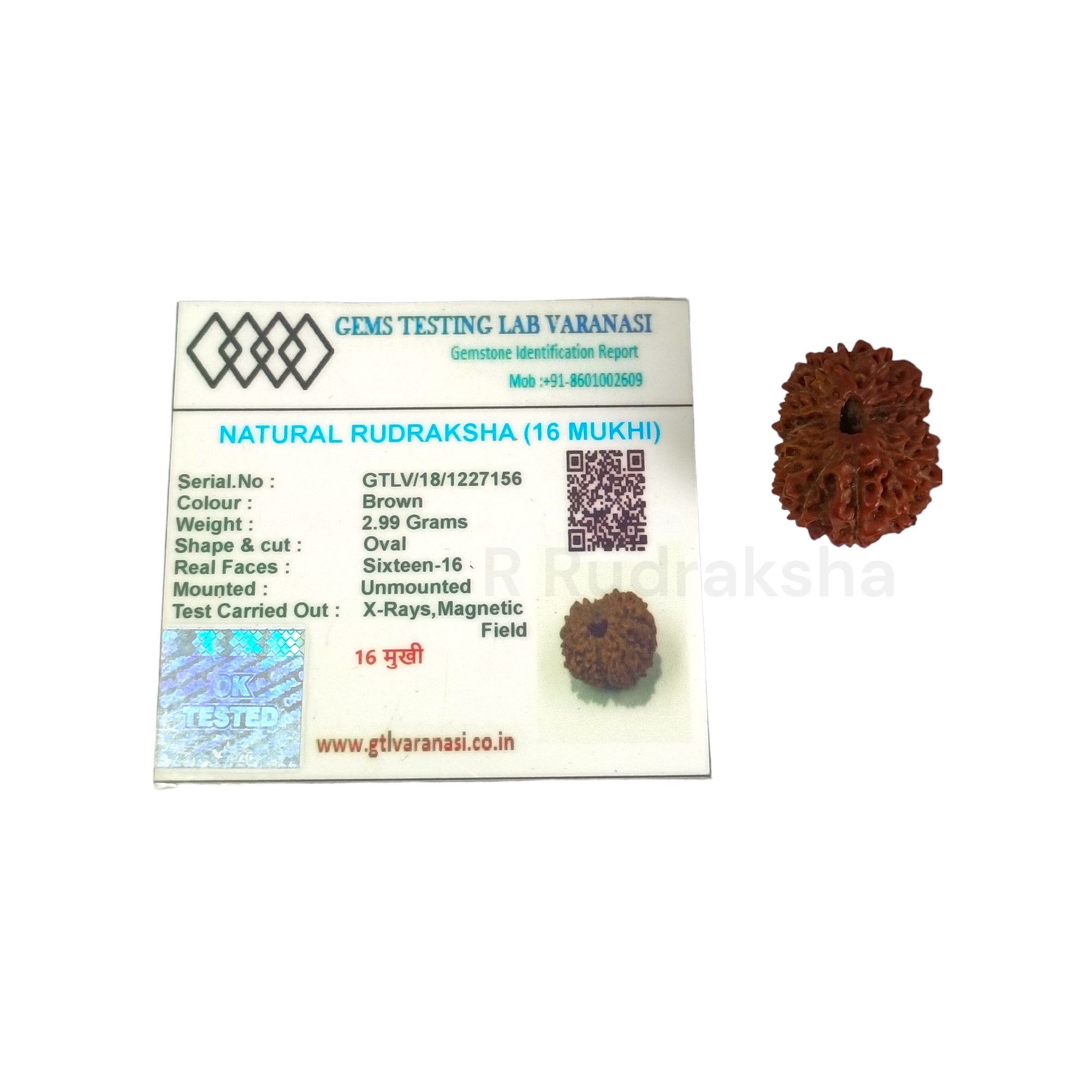 Indonesian 16 Mukhi Rudraksha Lab Certified