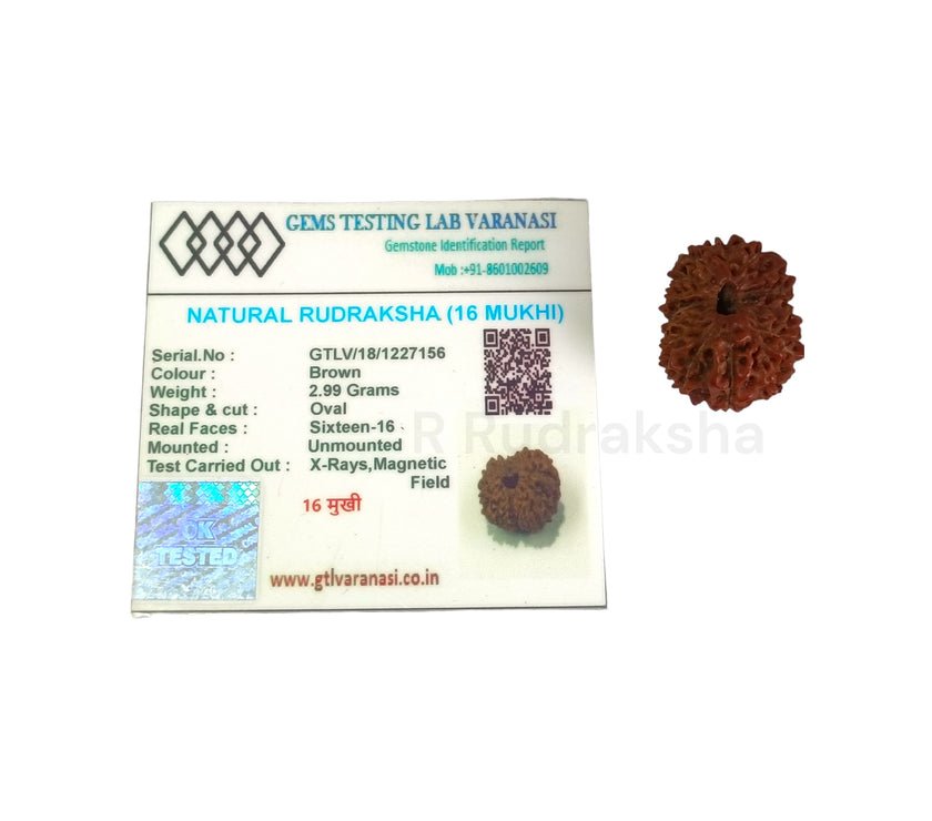 Indonesian 16 Mukhi Rudraksha Lab Certified