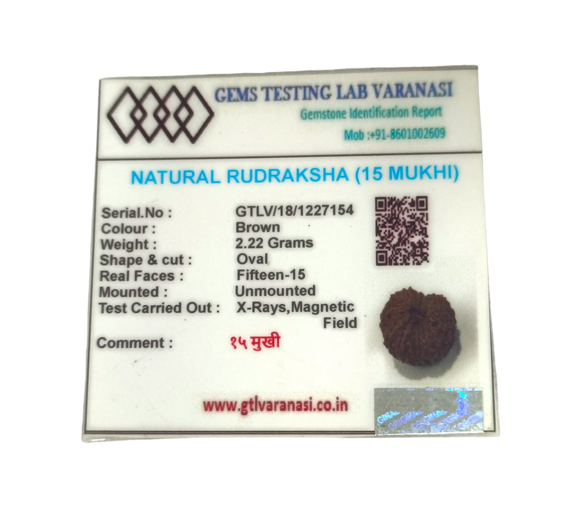 Indonesian 15 Mukhi Rudraksha Lab Certified