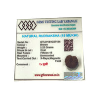 Indonesian 15 Mukhi Rudraksha Lab Certified