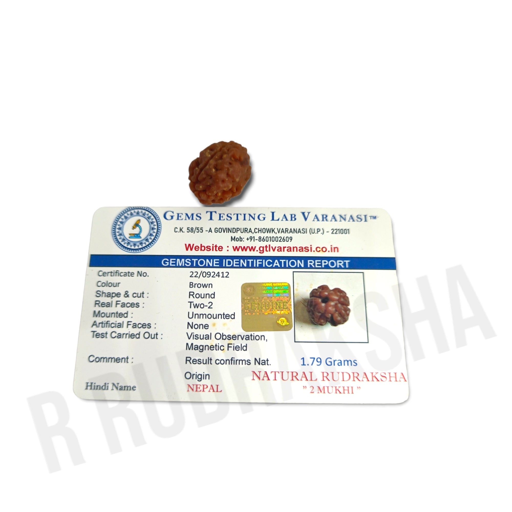 Nepali 2 Mukhi Rudraksha Lab Certified