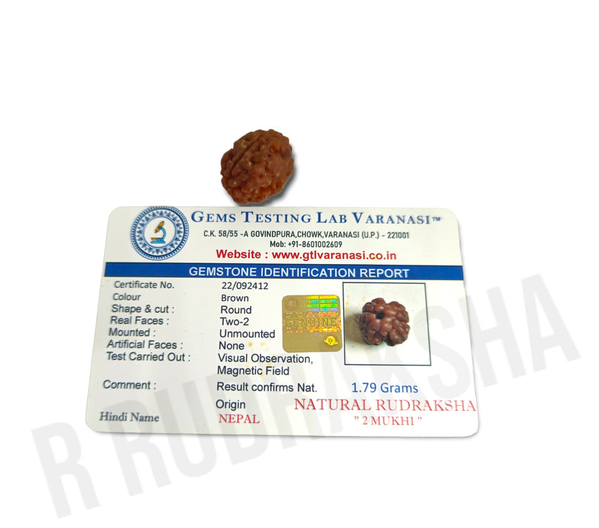 Nepali 2 Mukhi Rudraksha Lab Certified