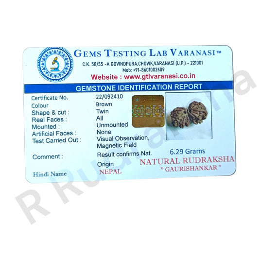 Nepali Gauri Shankar Rudraksha Lab Certified