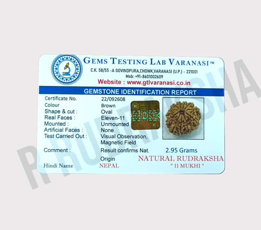 Nepali 11 Mukhi Rudraksha Lab Certified