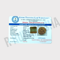 Nepali 11 Mukhi Rudraksha Lab Certified