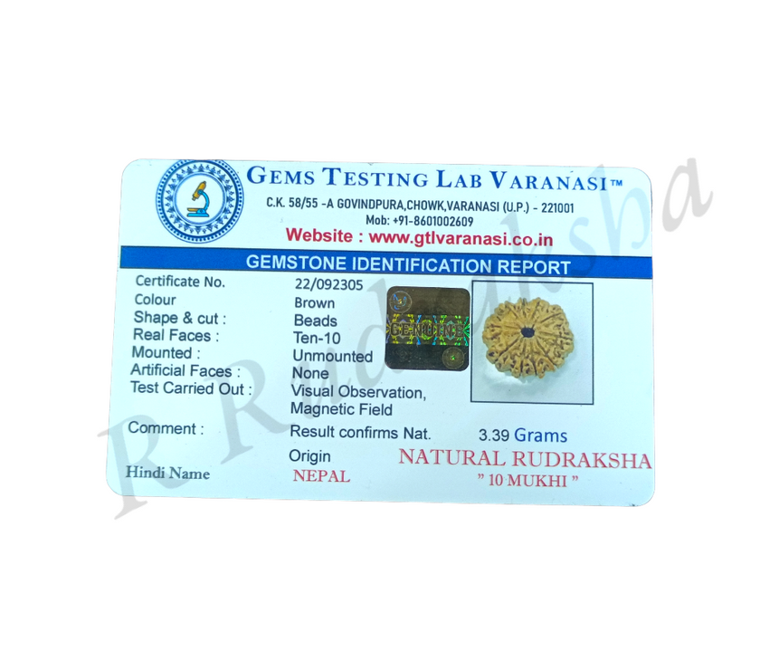 Nepali 10 Mukhi Rudraksha Lab Certified