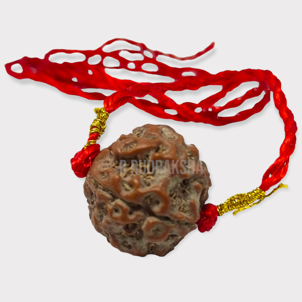Nepali 5 Mukhi Rudraksha Lab Certified