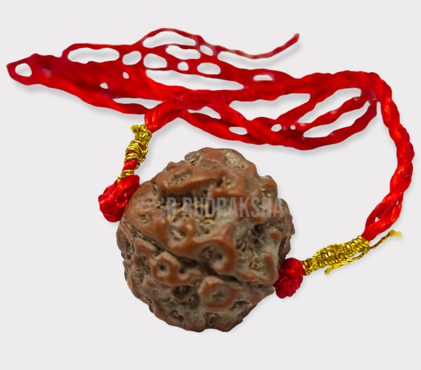 Nepali 5 Mukhi Rudraksha Lab Certified