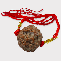 Nepali 5 Mukhi Rudraksha Big Size Lab Certified