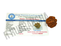 Nepali Ganesh Rudraksha Lab Certified