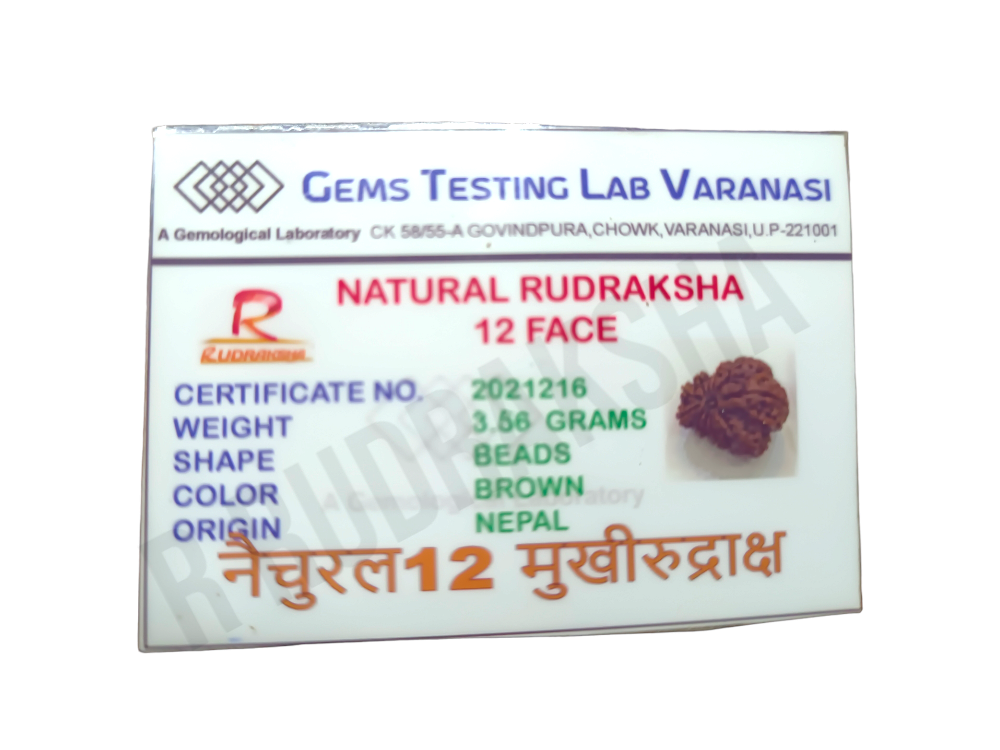 Nepali 12 Mukhi Rudraksha Lab Certified