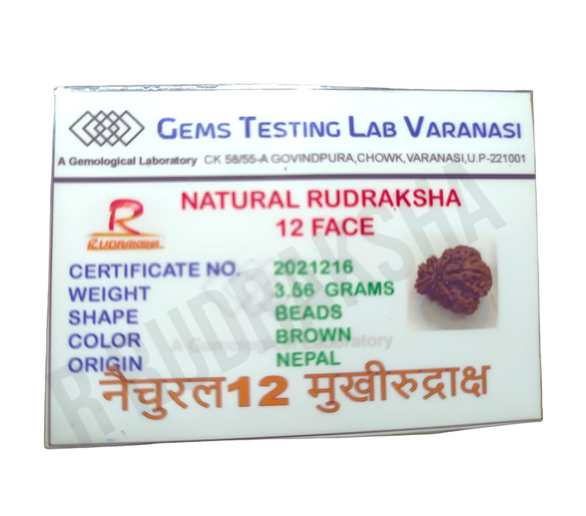 Nepali 12 Mukhi Rudraksha Lab Certified