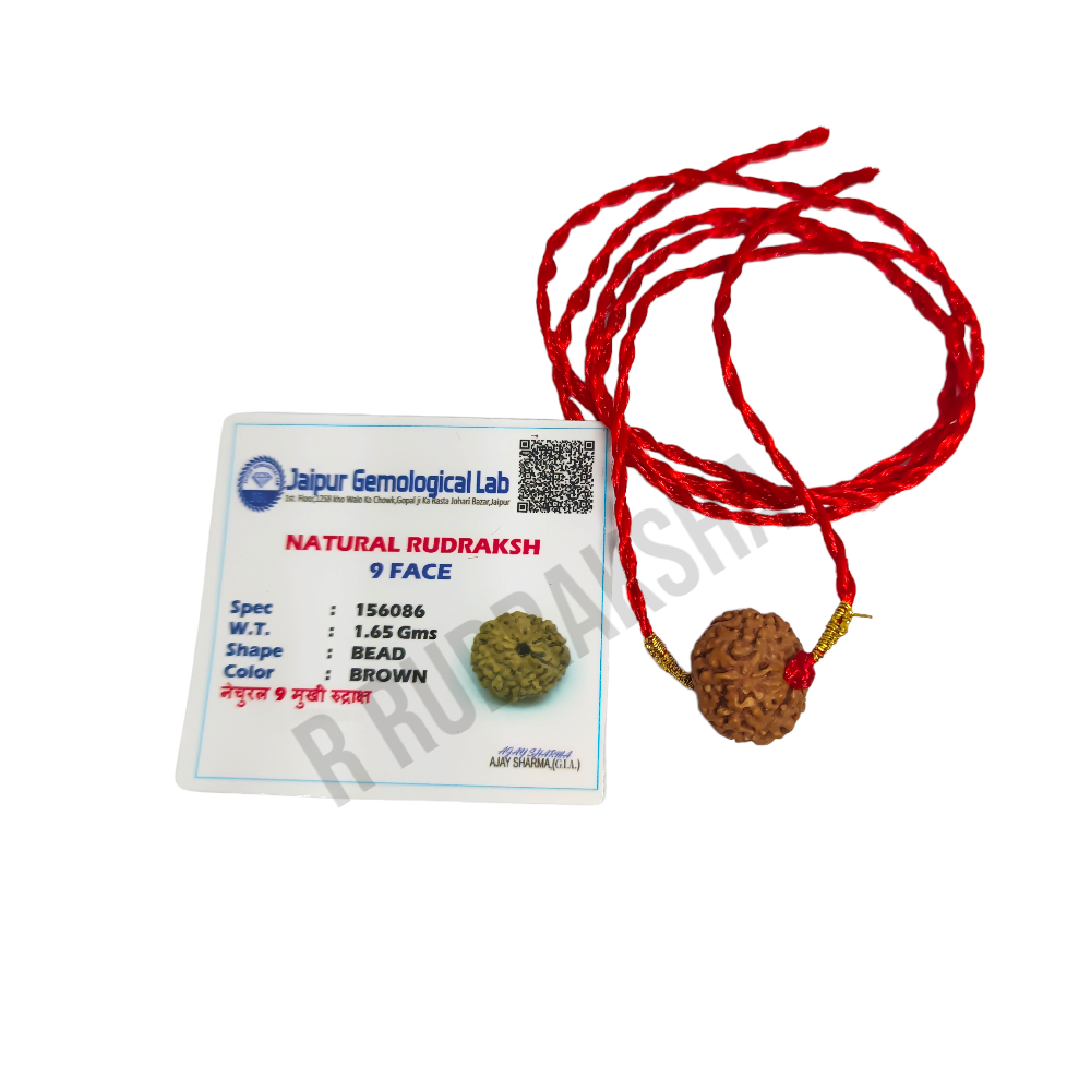 Indonesian 9 Mukhi Rudraksha Lab Certified