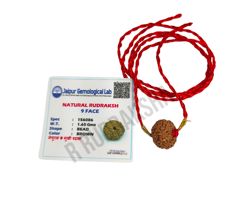 Indonesian 9 Mukhi Rudraksha Lab Certified