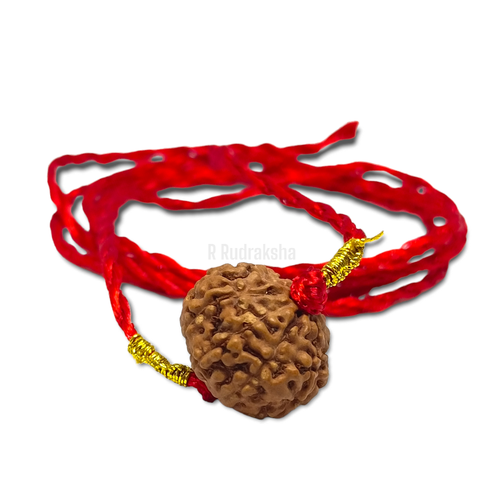 Indonesian 9 Mukhi Rudraksha Lab Certified