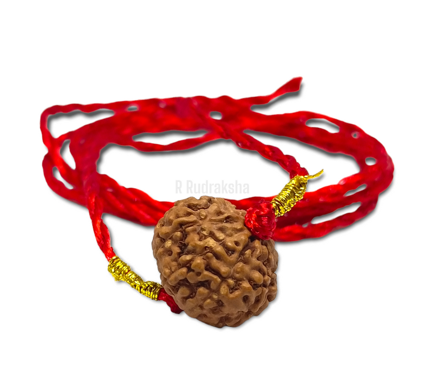 Indonesian 9 Mukhi Rudraksha Lab Certified