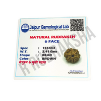 Nepali 6 Mukhi Rudraksha Lab Certified