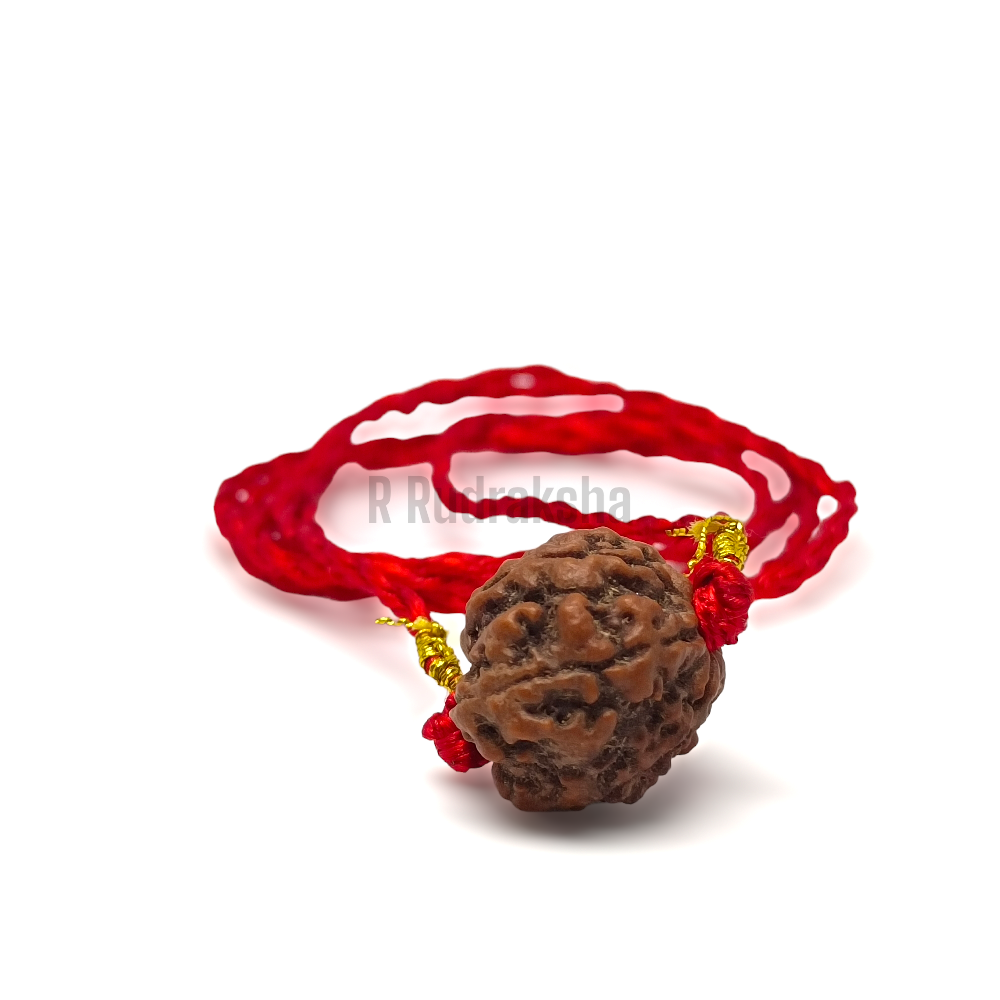 Nepali 4 Mukhi Rudraksha Lab Certified