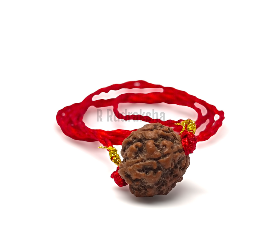 Nepali 4 Mukhi Rudraksha Lab Certified
